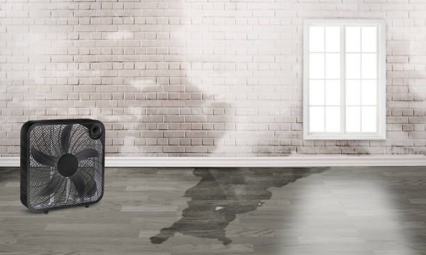 Best Water damage cleanup near me  in Blue Mound, IL